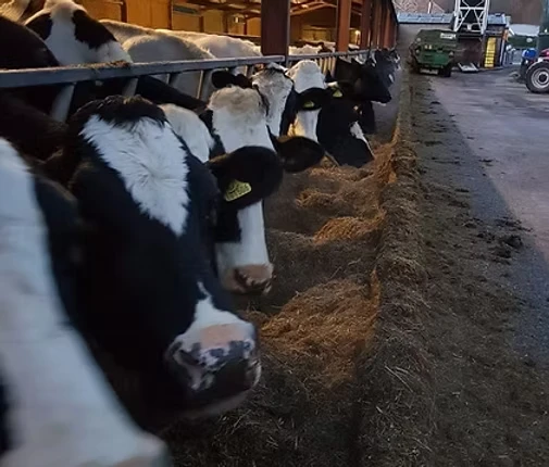 Denhams Springs Dairy
